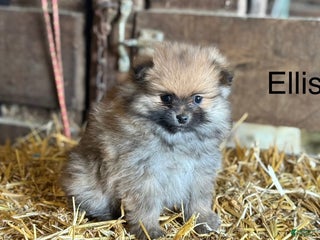 Pomeranian dogs Ellis - Ad 37
