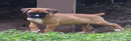 Boxer dogs for sale: Pedro - Ad 10