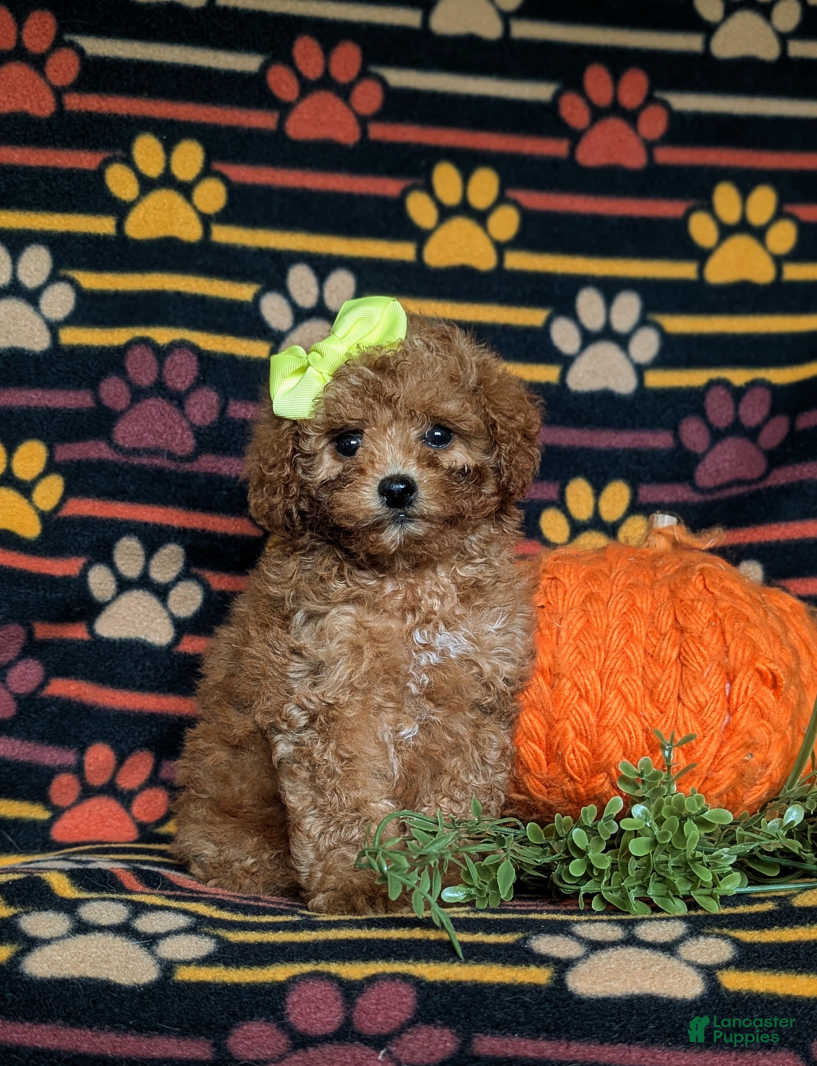 Miniature Poodle dogs Sierra - Ad 23