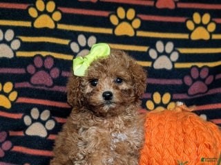 Miniature Poodle dogs Sierra - Ad 29