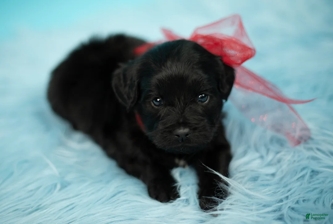 Maltipoo dogs for sale: Simba - Ad 3