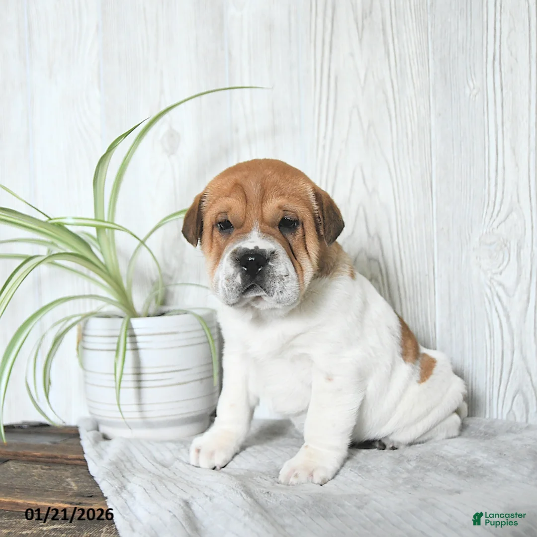 Mini Hippo dogs for sale: Griffin - Ad 4