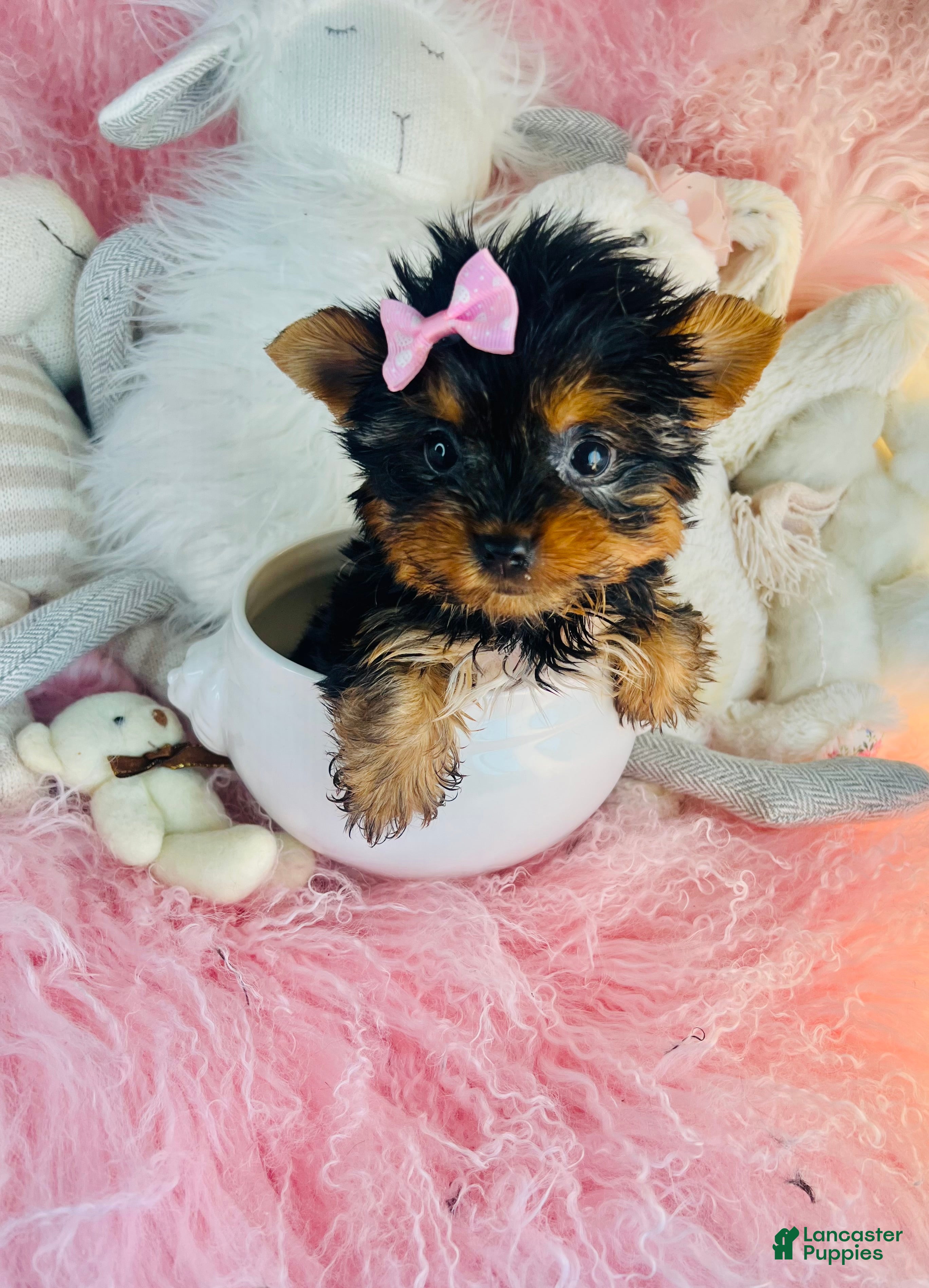 Yorkshire Terrier dogs Teacup Yorkshire Terrier 1 - Ad 1
