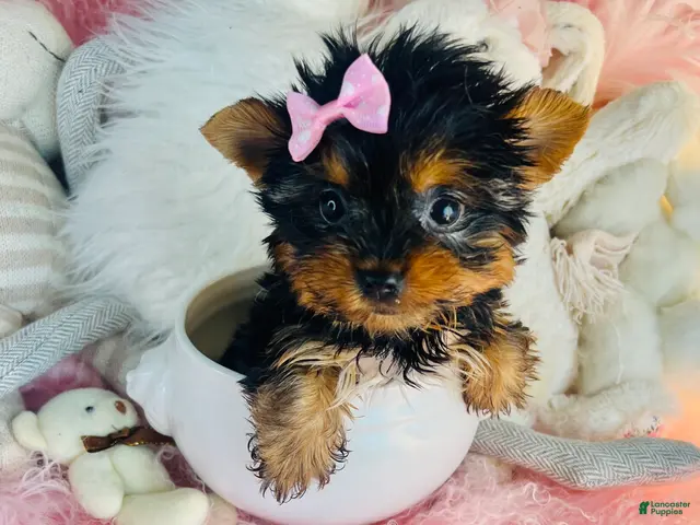 Yorkshire Terrier dogs for sale: Teacup Yorkshire Terrier 1 - Ad 1