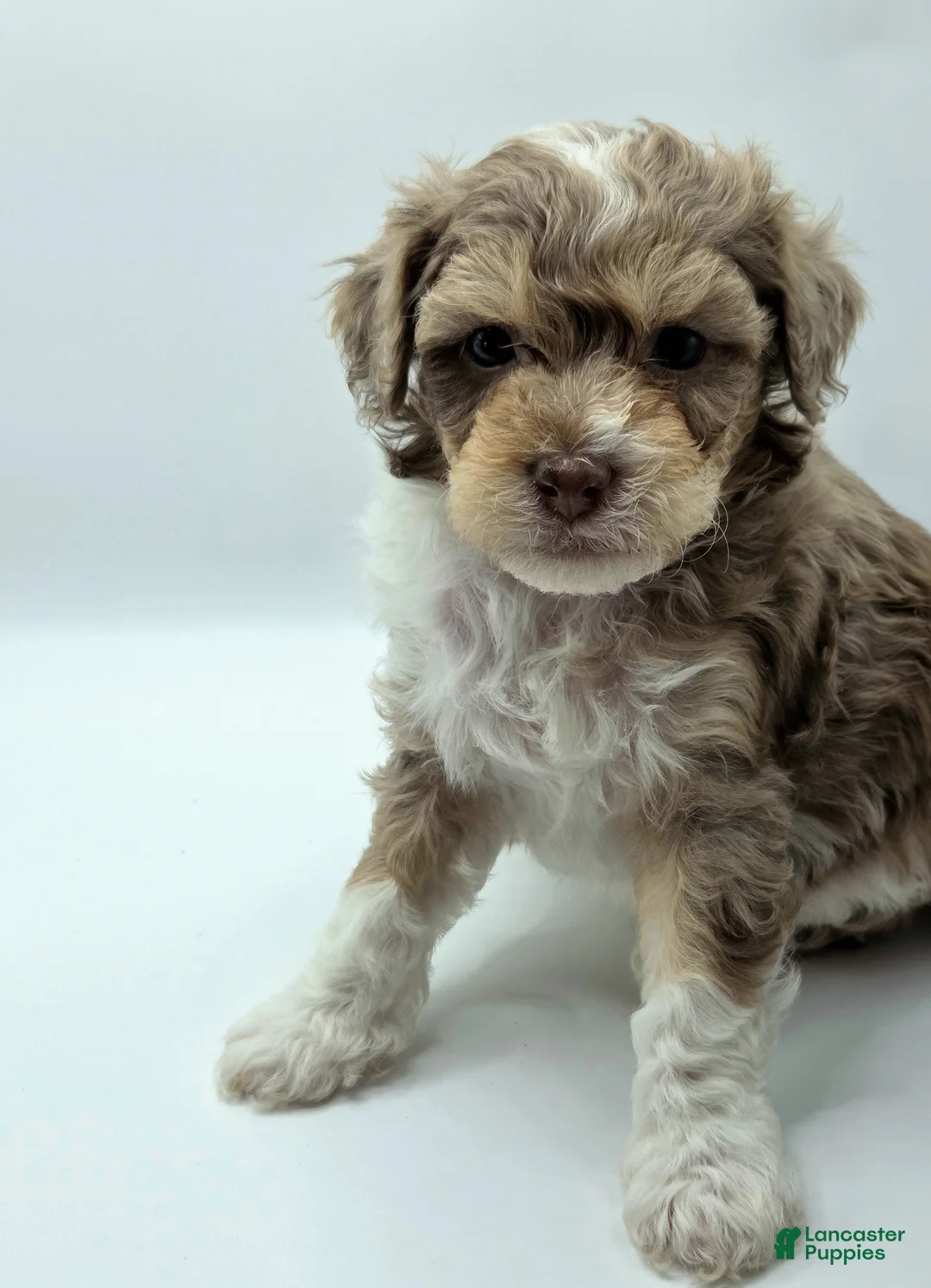 Miniature Poodle dogs for sale: Aurora - AKC Mini Poodle - Ad 2
