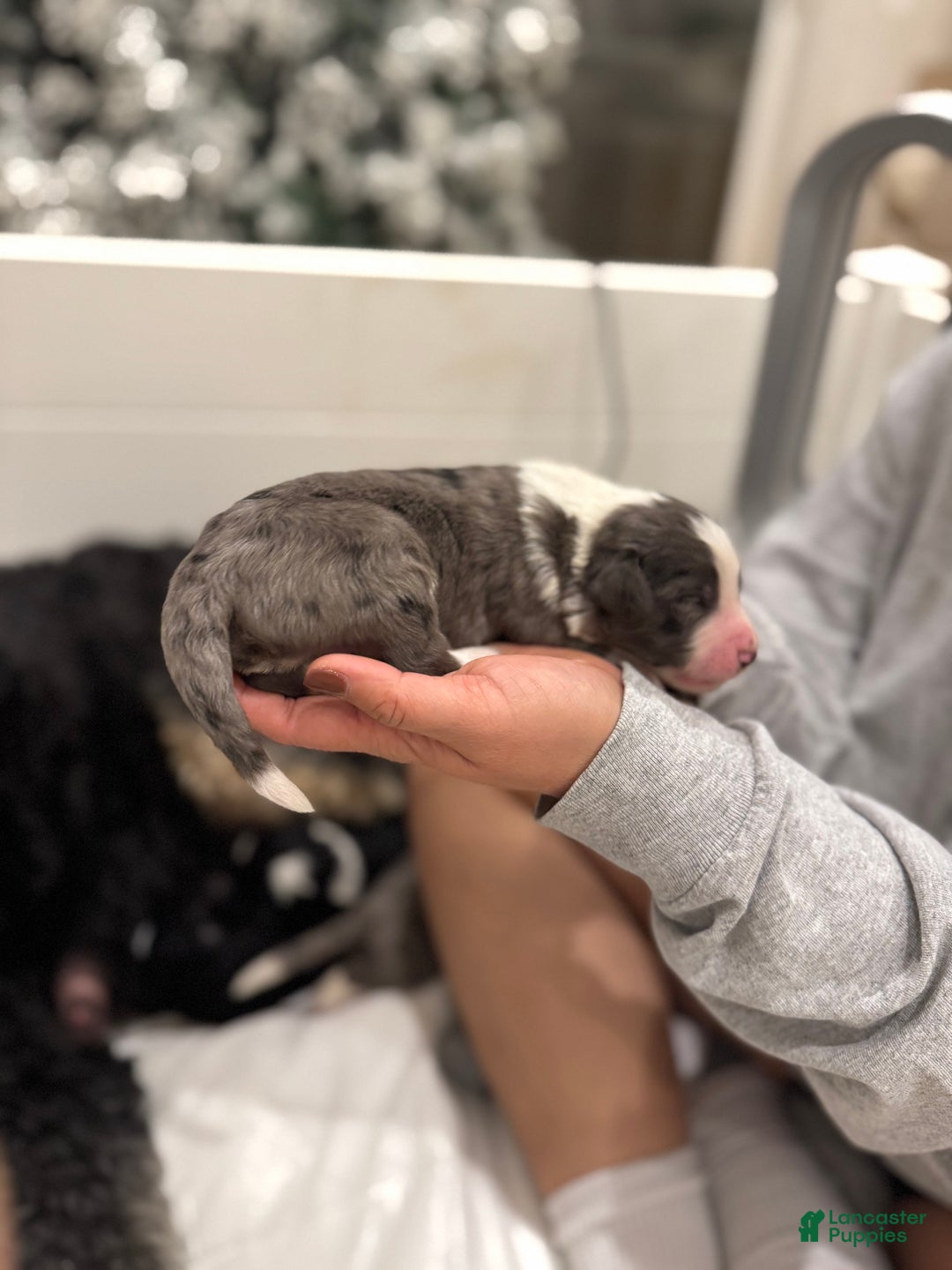 Bernedoodle dogs for sale: Dean-O - Ad 10