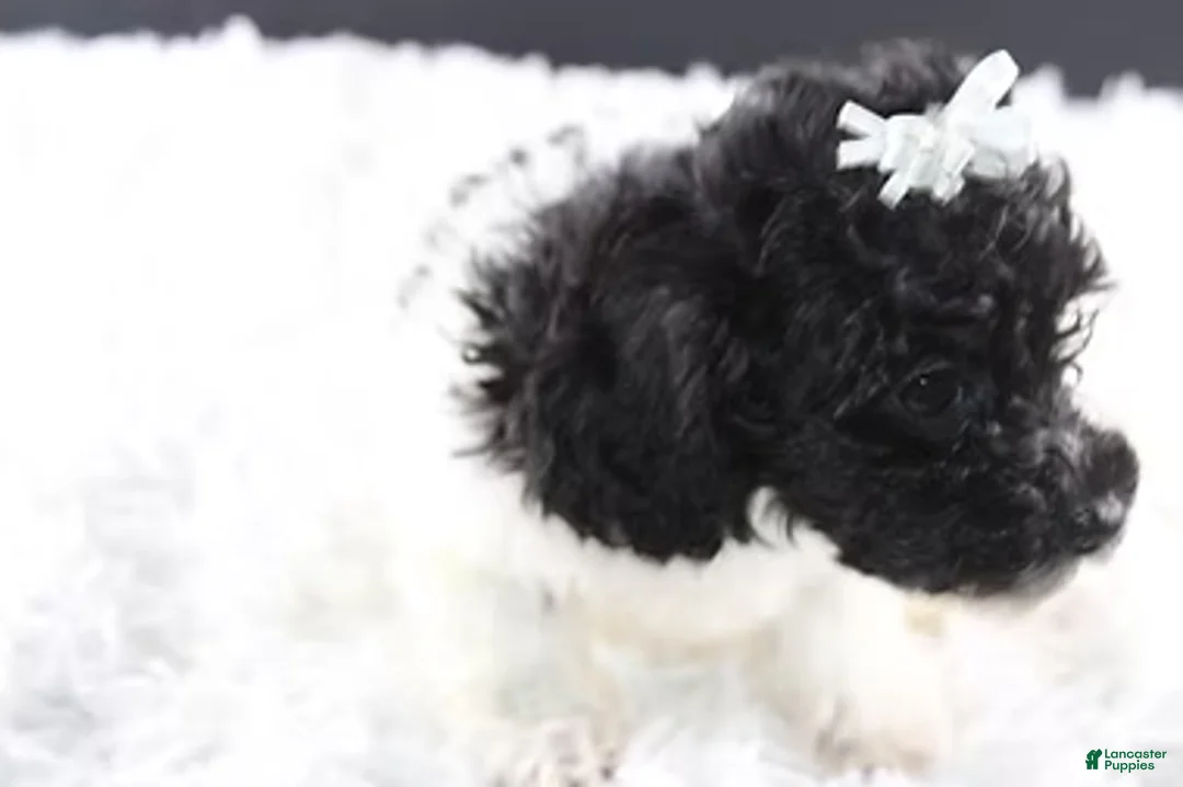 Toy Poodle dogs for sale: Ari - Ad 5