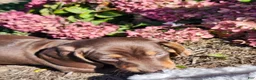 Miniature Dachshund dogs for sale: Cocoa - Ad 18