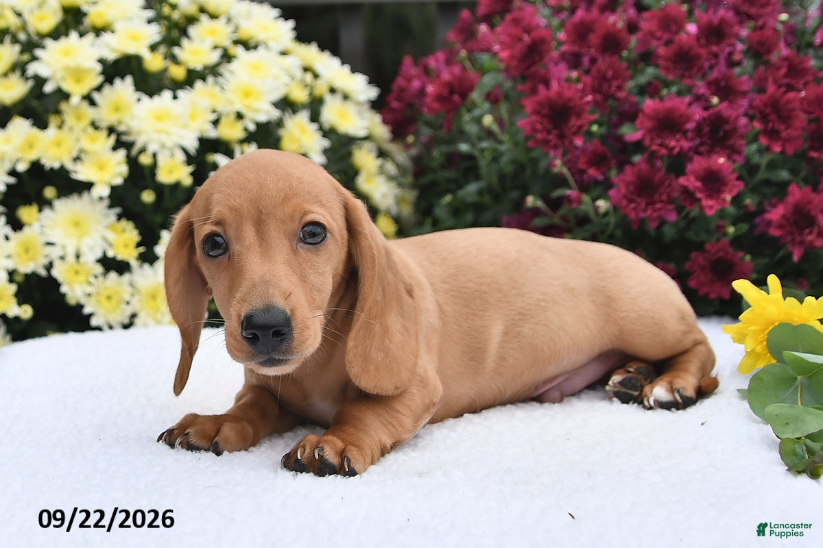 Miniature Dachshund dogs Twinkle - Ad 1