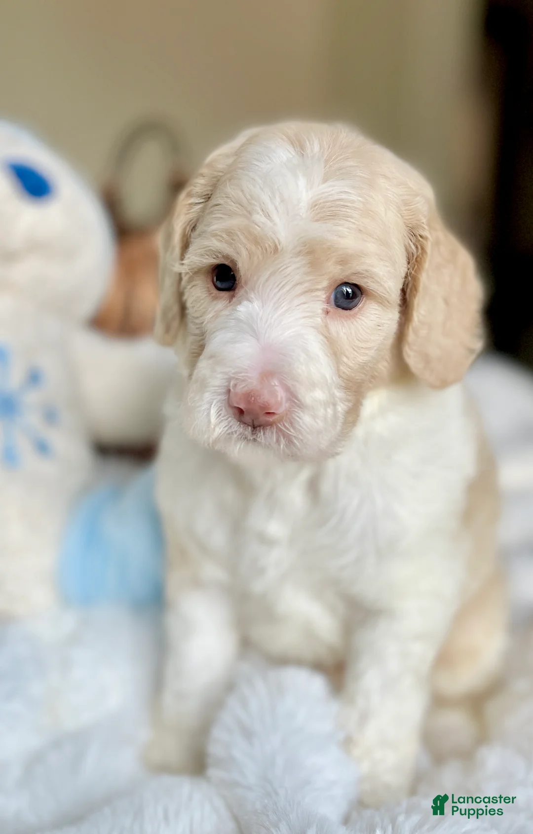 Labradoodle dogs for sale: Cole  - Ad 1