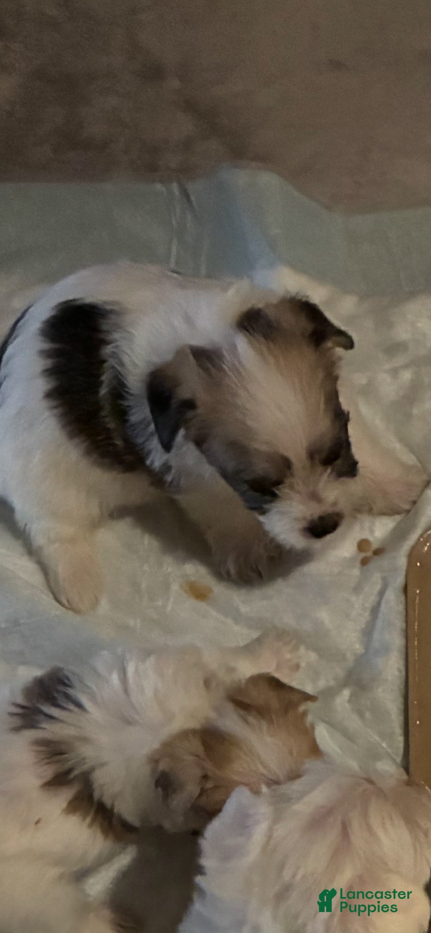 Morkie dogs Morkie 1 - Ad 8