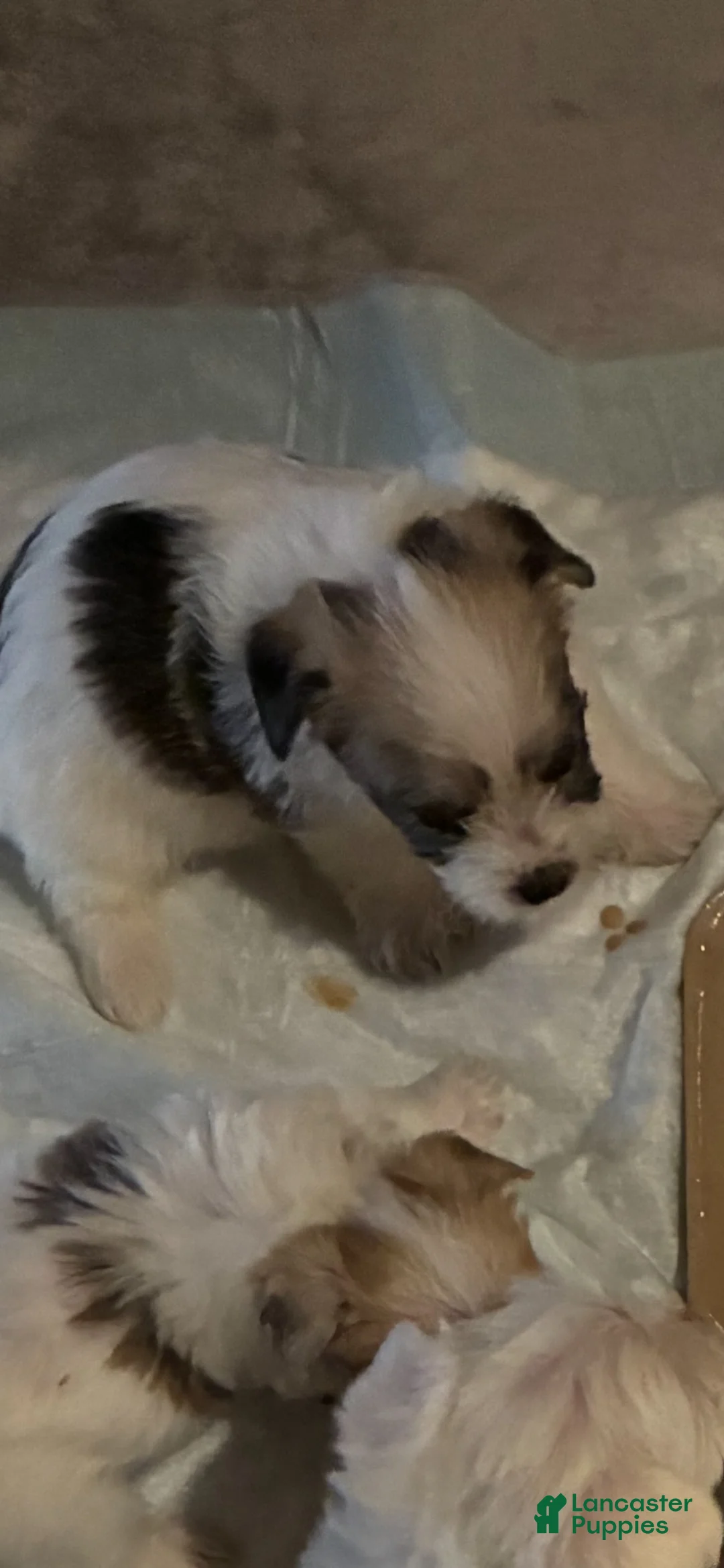 Morkie dogs for sale: Morkie 1 - Ad 1