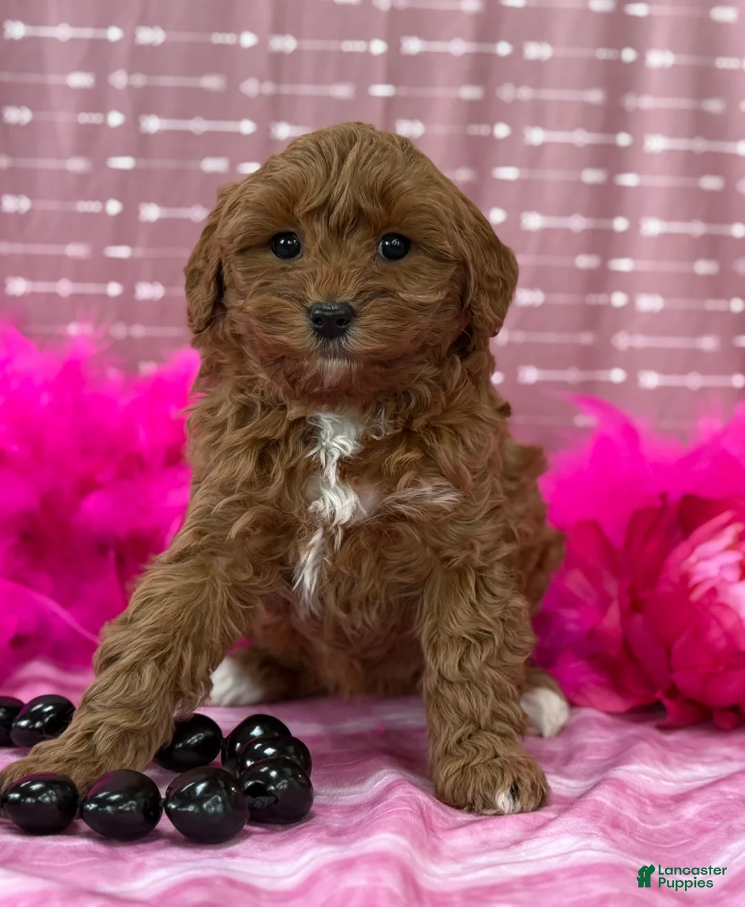 Cavapoo dogs for sale: Dulcie  - Ad 4