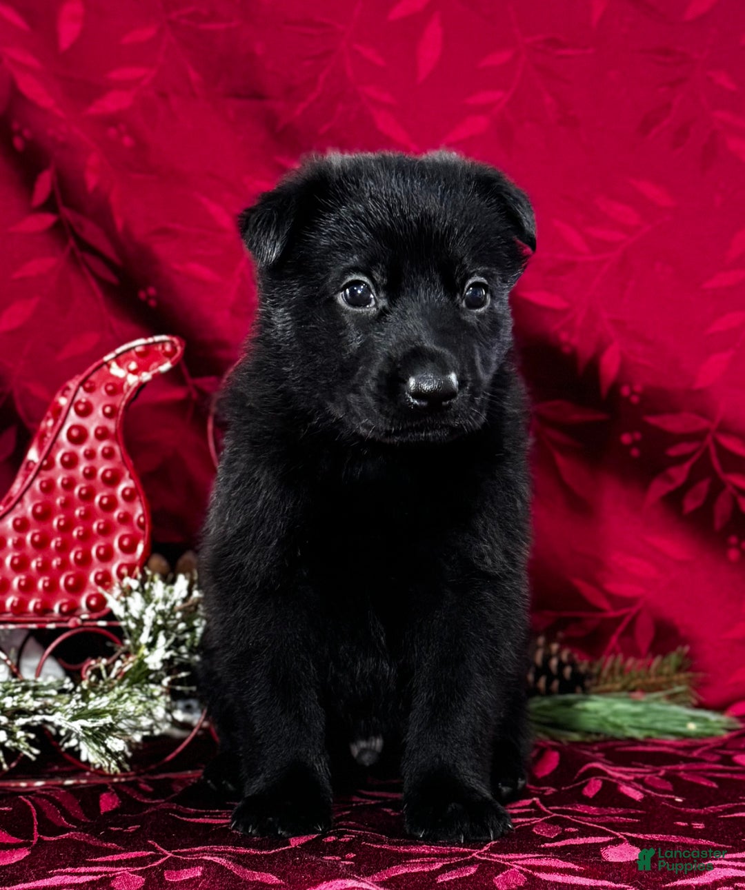 German Shepherd dogs for sale: Durango - Ad 3