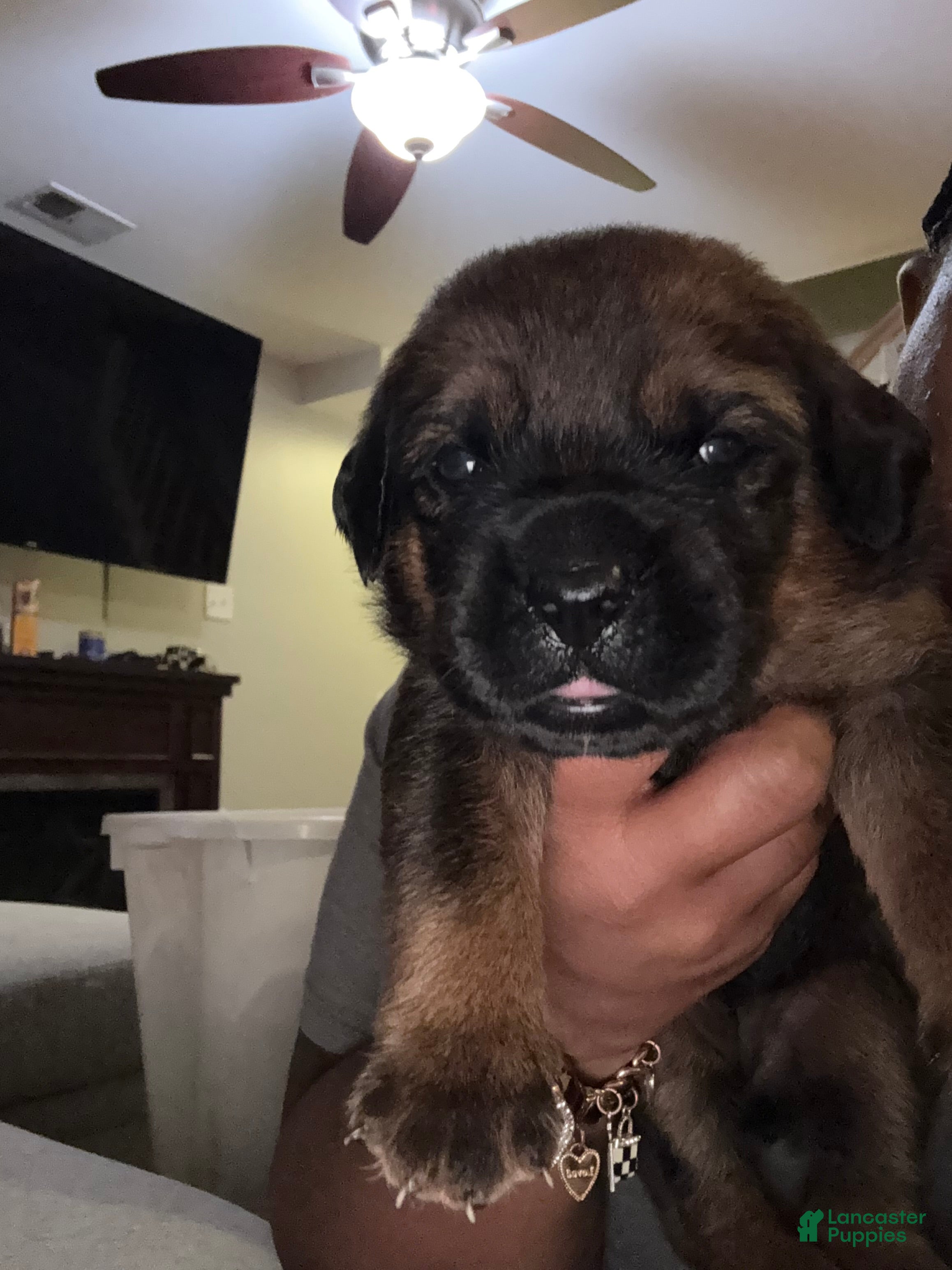 Mixed Breed dogs Mixed Breed 3 - Ad 2