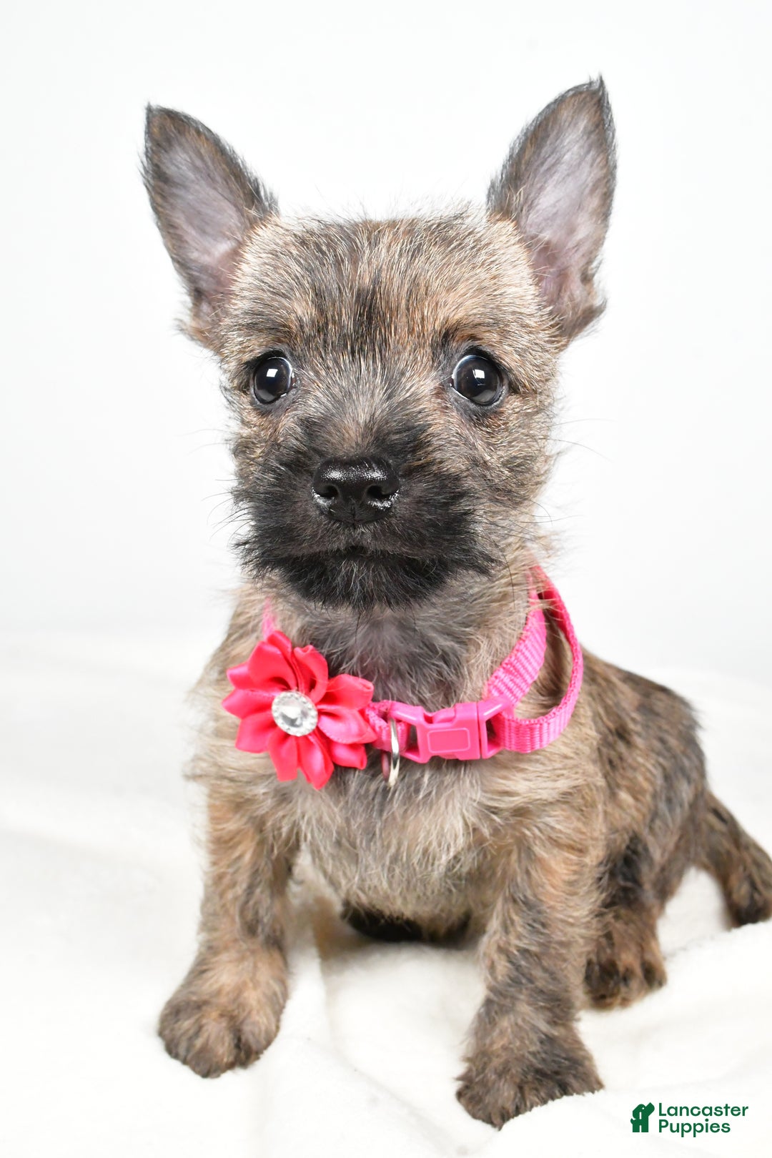 Cairn Terrier dogs for sale: Trixie - Ad 6