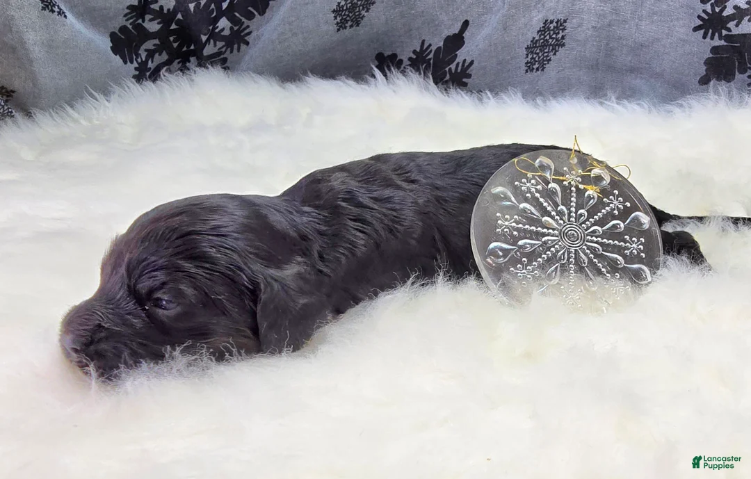 Cockapoo dogs for sale: Nova - Ad 3