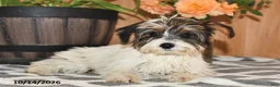 Mixed Breed dogs for sale: Amy - Ad 4