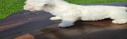 West Highland Terrier dogs for sale: West Highland Terrier Male 1 - Ad 3
