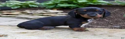 Miniature Dachshund dogs for sale: Gage - Ad 5