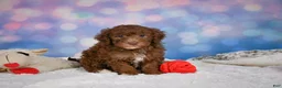 Mini Goldendoodle dogs for sale: Jasper - Ad 3