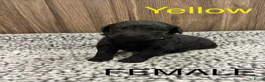 Bernedoodle Puppy 6
