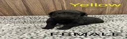 Bernedoodle dogs for sale: Bernedoodle Puppy 6 - Ad 1