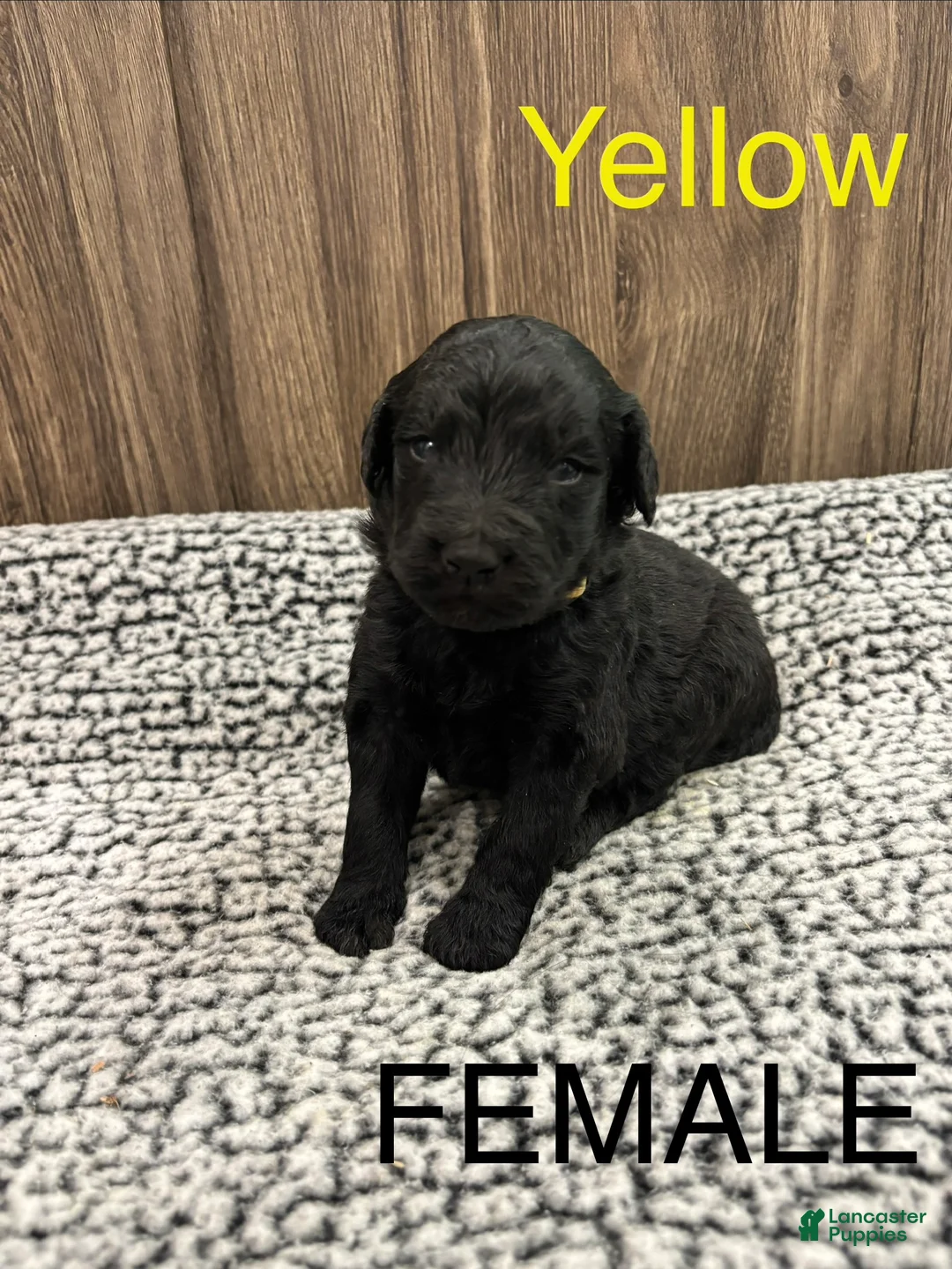 Bernedoodle dogs for sale: Bernedoodle Puppy 6 - Ad 1