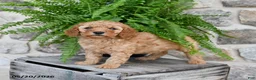 Mini Goldendoodle dogs for sale: Callie - Ad 3