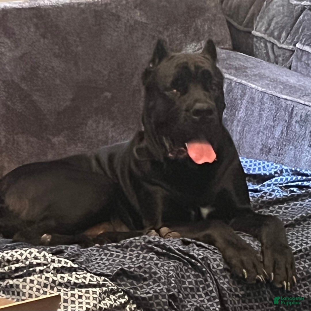 Cane Corso dogs for sale: Garcia - Ad 12