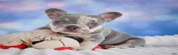 French Bulldog dogs for sale: Daffidill - Ad 4