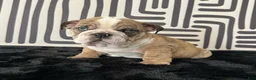 English Bulldog dogs for sale: Rambo - Ad 4