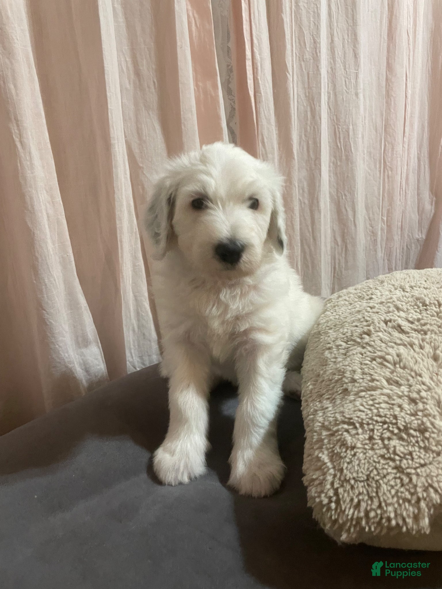 Sheepadoodle dogs Sheepadoodle Puppy 6 - Ad 1