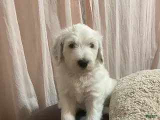 Sheepadoodle dogs Sheepadoodle Puppy 6 - Ad 1