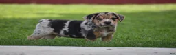 Beabull dogs for sale: Denver - Ad 13