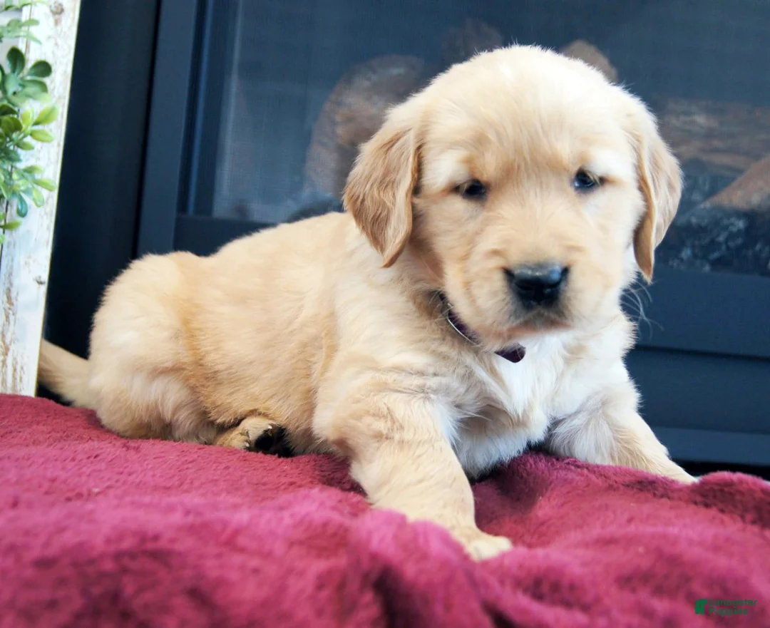 Golden Retriever dogs for sale: Cassie - Ad 4