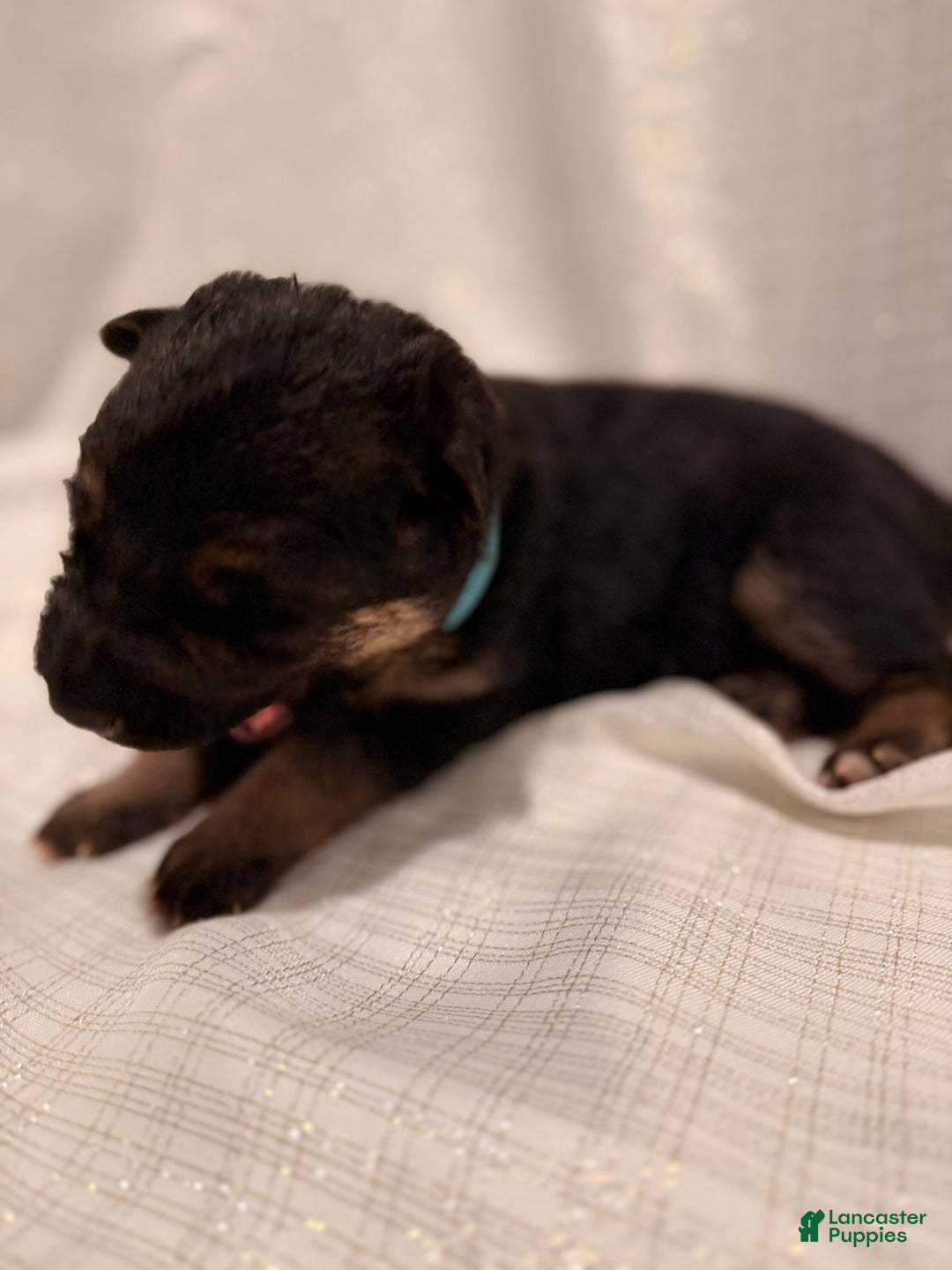 German Shepherd dogs for sale: German Shepherd Puppy 3 - Ad 2