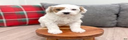 Mini Goldendoodle dogs for sale: Isabella - Ad 1