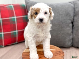 Mini Goldendoodle dogs Isabella - Ad 15