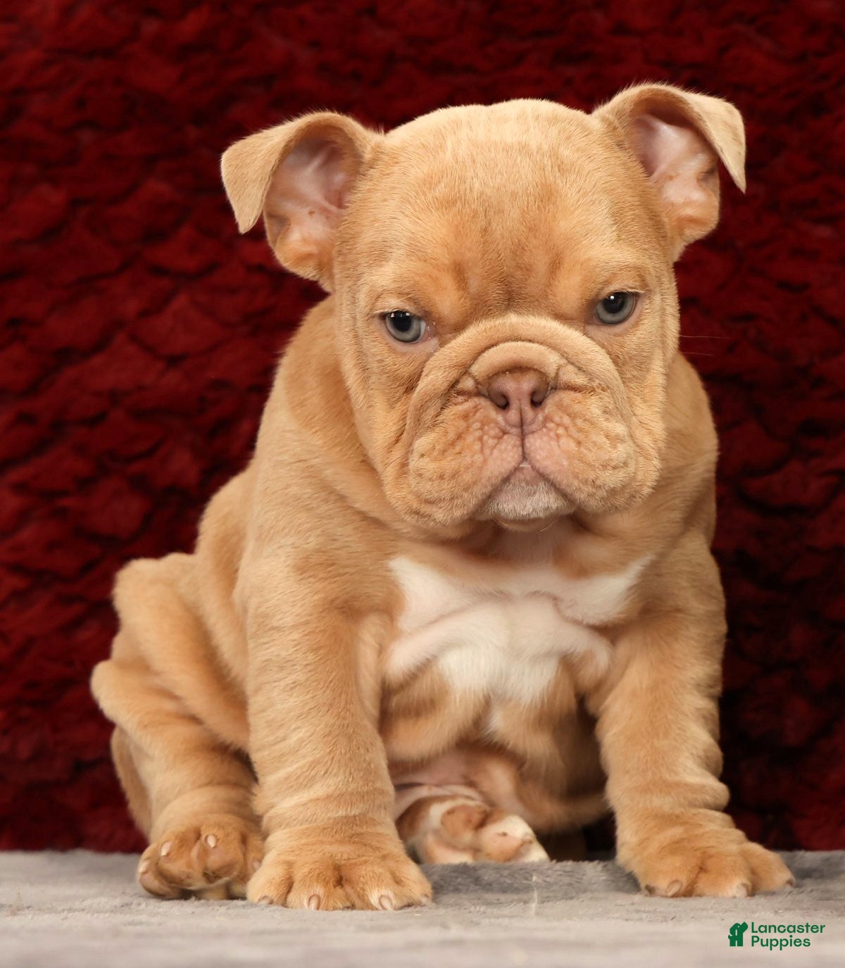 English Bulldog dogs for sale: Gus - Ad 5