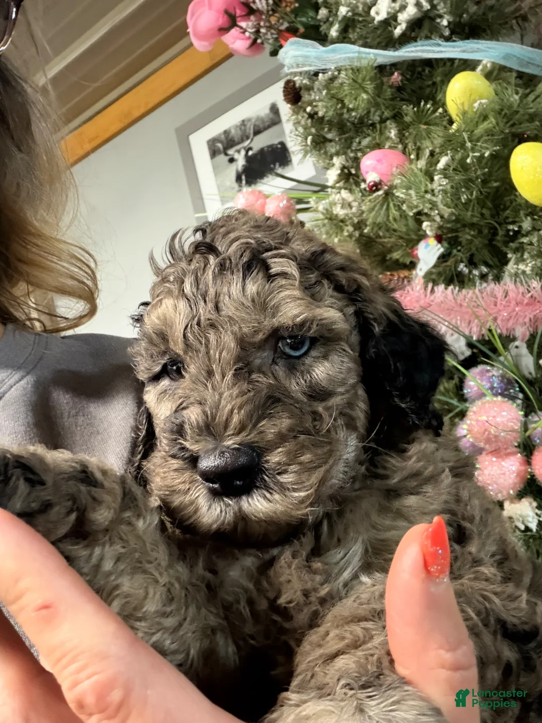 Goldendoodle dogs for sale: Goldendoodle Puppy 1 - Ad 2