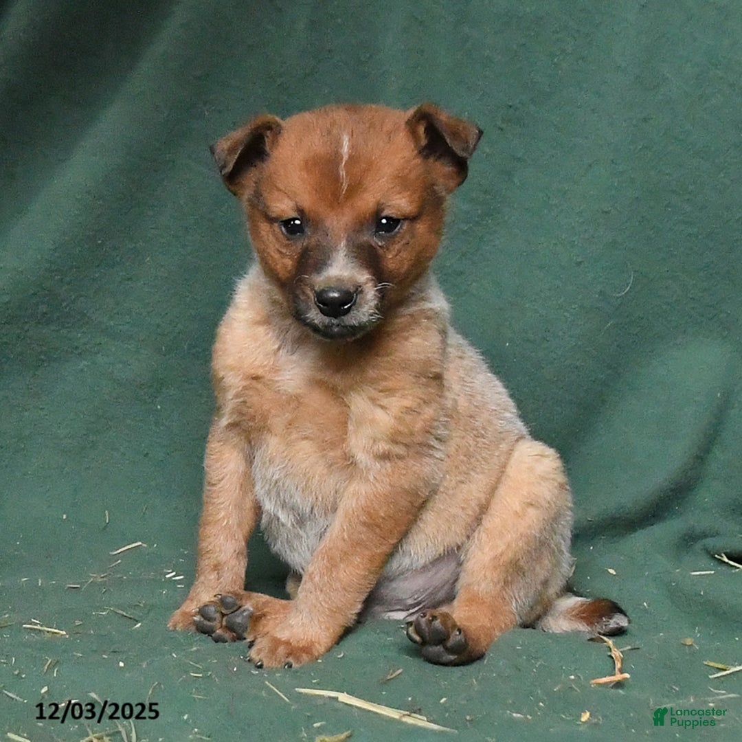 Australian Cattle Dog dogs for sale: Ozzie - Ad 5