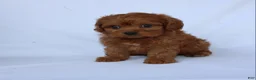 Cavapoo dogs for sale: Max - Ad 7