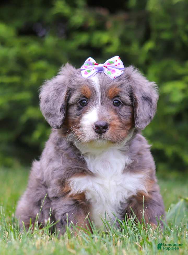 Bernedoodle dogs Aurora  - Ad 1