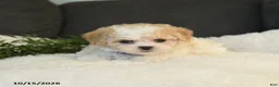 Teddy Bear dogs for sale: Mandy - Ad 4