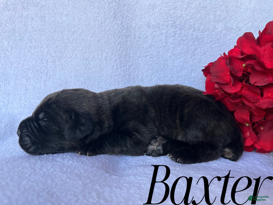 Cane Corso dogs for sale: Baxter - Ad 3
