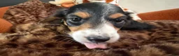 Miniature Dachshund dogs for sale: Miniature Dachshund 1 - Ad 4