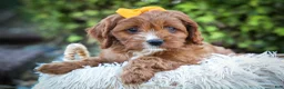 Cavapoo dogs for sale: MAXY - Ad 11