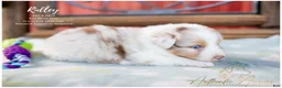 Australian Shepherd dogs for sale: Ridley - Ad 5
