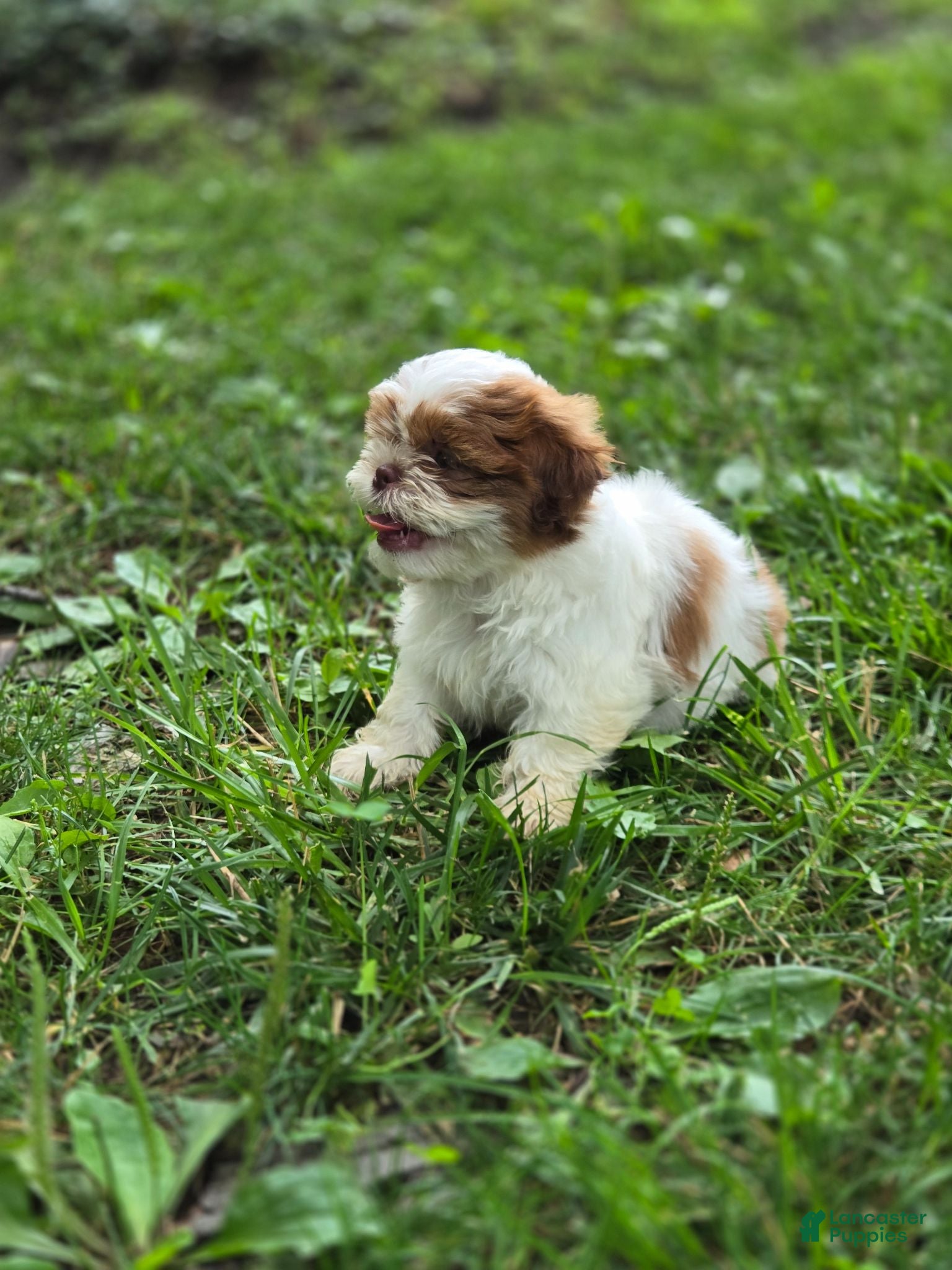Shih Tzu dogs Shih Tzu 2 - Ad 32